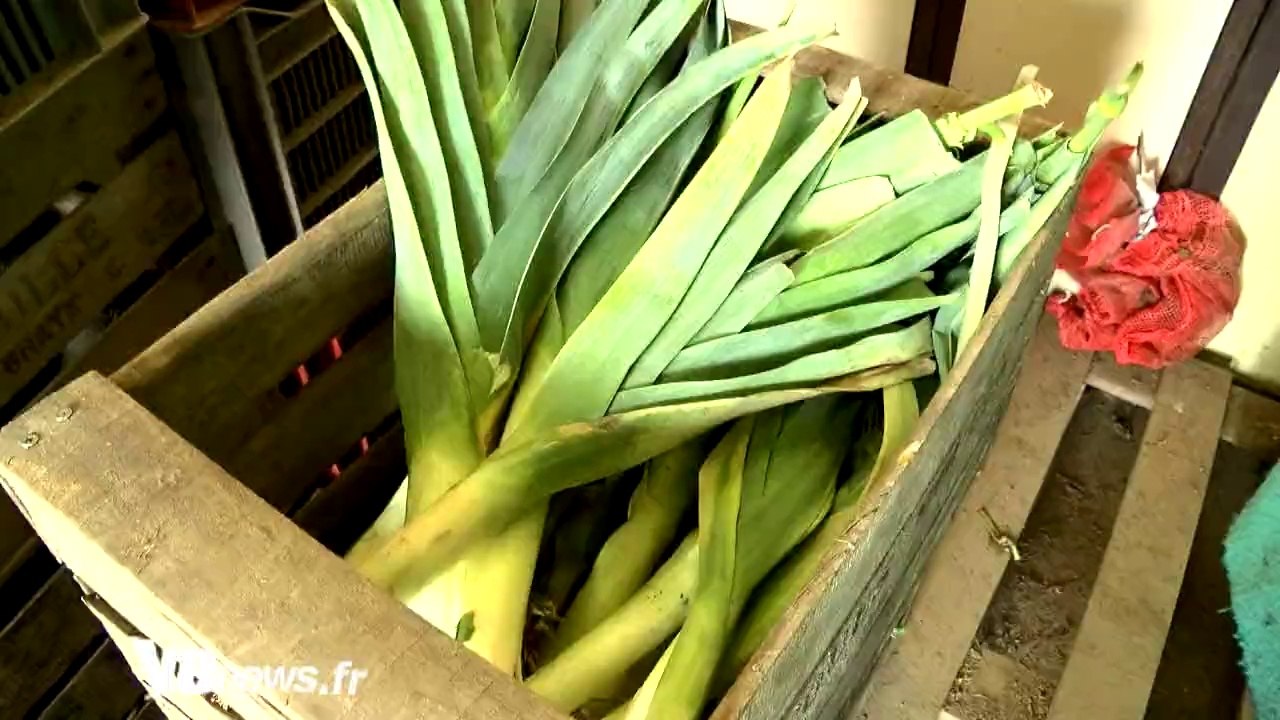 L'insertion par le jardinage