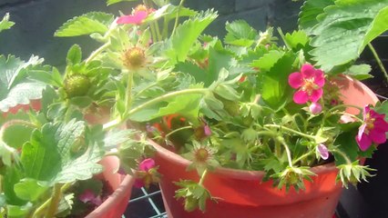 june and ever bearing strawberrys season 2014