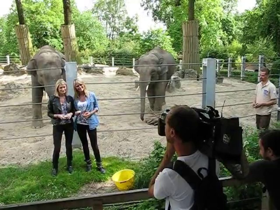 Les Animaux de la 8, tournage de l'émission télé au zoo de Maubeuge