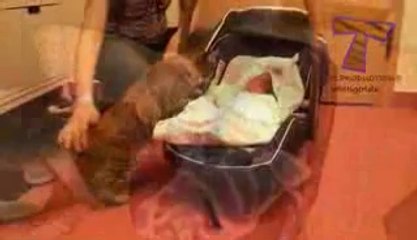 Cats and dogs meeting babies for the first time - Cute animal compilation