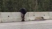 Mother Bear Rescues Baby Bear stuck on a road!