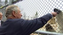 Prince Charles feeds polar bear at Canada zoo