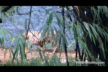 White Tiger | Lonely White Tiger