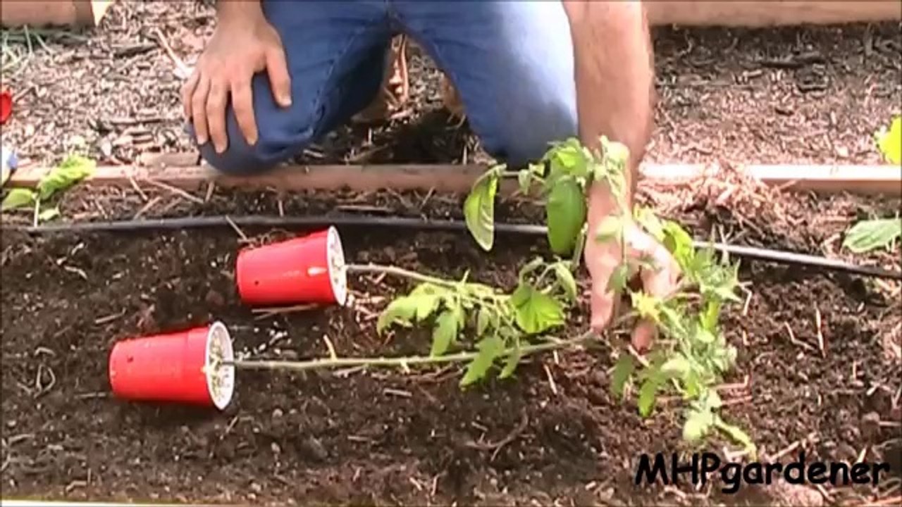 Planting Tomatoes - A Quick Tip