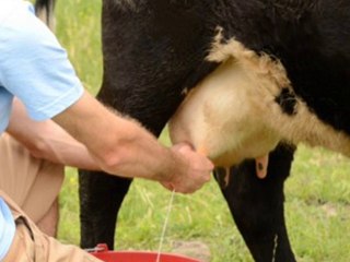 FARMER FEEDBACK GAAYE THEIK HO GAI   AIK AUR DOOSRY KAMZORE ELAJ