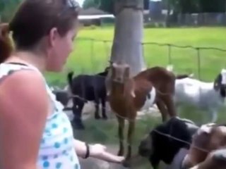 Capre divertenti, fumate e pazze in giro per il mondo