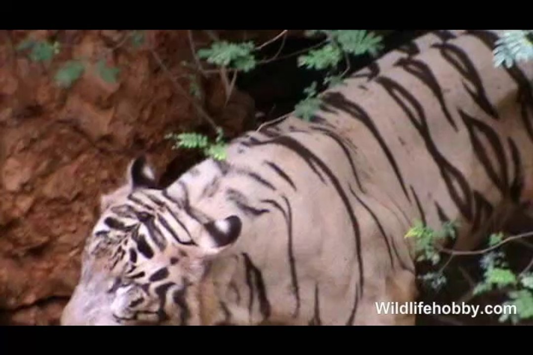 White Tiger Zoo life