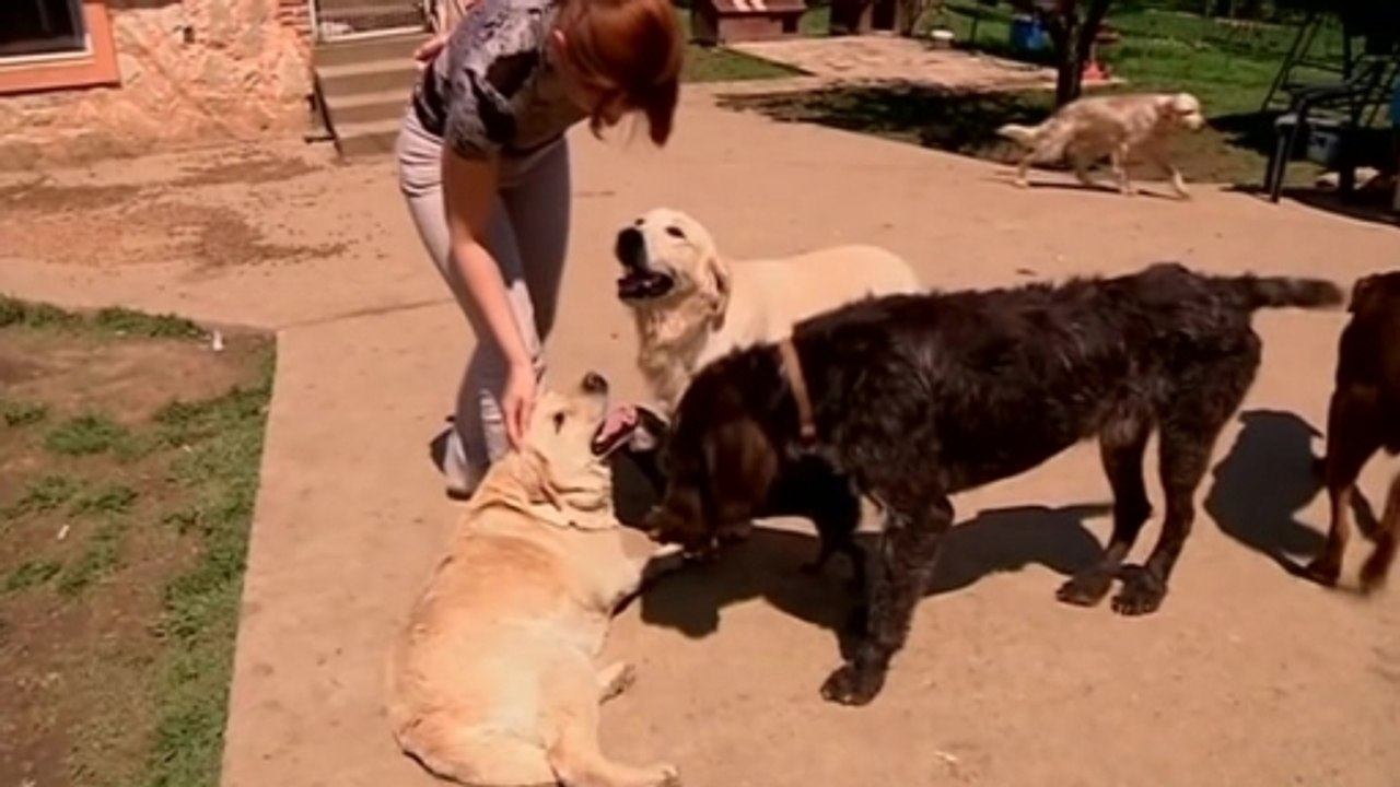 Dog shelter works to reunite animals with owners after floods