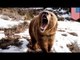 Bear eats man: Bear mauls man to death by clawing and eating his face