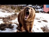 Mother grizzly bear mauls woman in Alaska to protect cute cubs