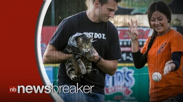Twitter Reacts to Tara the Hero Cat Throwing First Pitch at Baseball Game