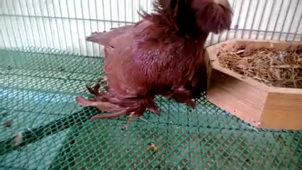 Kırmızı Buhara güvercini www.guvercintv.com