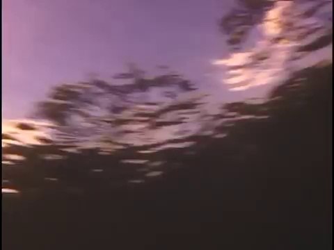 Incredible Dolphin Birth at Dolphin Quest Hawaii