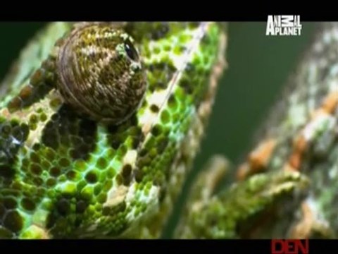 Animal Planet Safari 21st May 2014 Video Watch Online Pt3