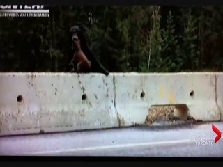 Mama bear to the rescue!