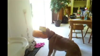 Labradors Are Awesome Compilation