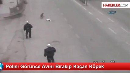 Polisi Görünce Avını Bırakıp Kaçan Köpek
