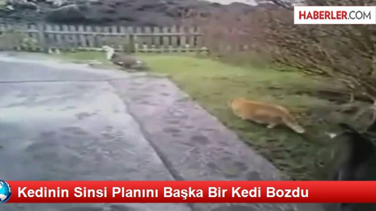 Kedinin Sinsi Planını Başka Bir Kedi Bozdu