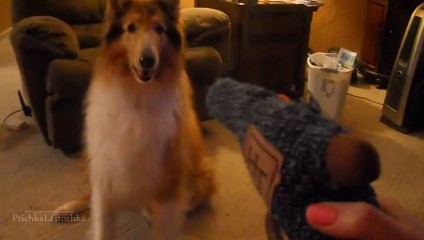 Funny Animals Playing Dead Compilation 2014