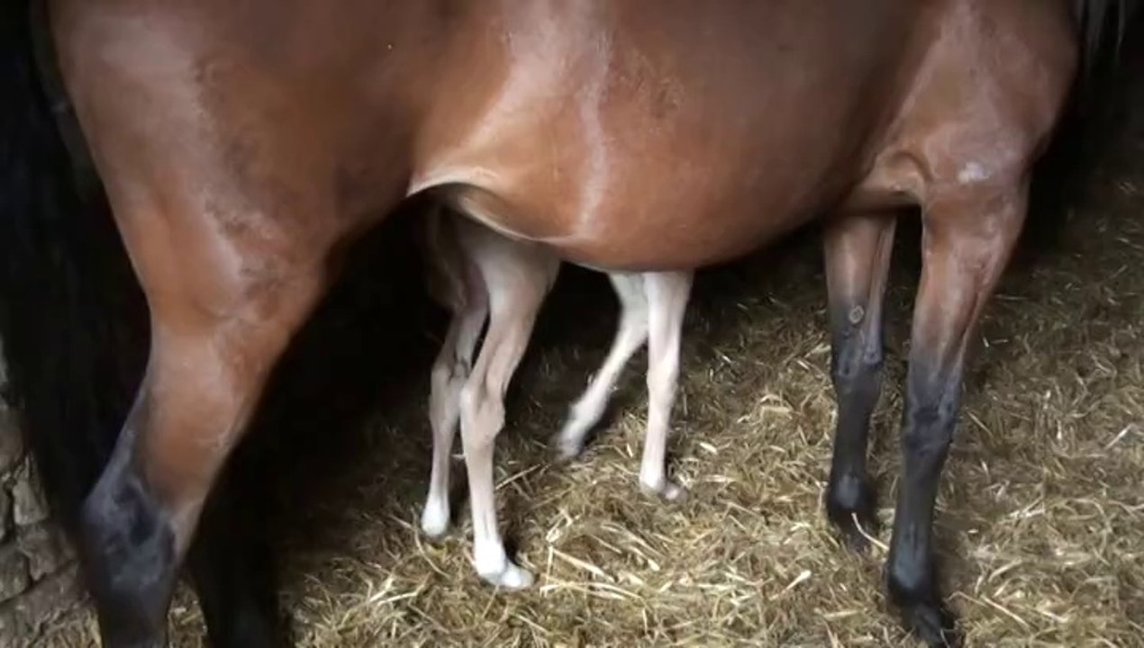 EARLY QUEEN LE PETIT DE REBELLE D'ORGERES