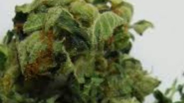 egochems.com,buy 4-MEC USA,4-FA online USA,2C-I UK,AUSTRALIA,CANADA,EUROPE