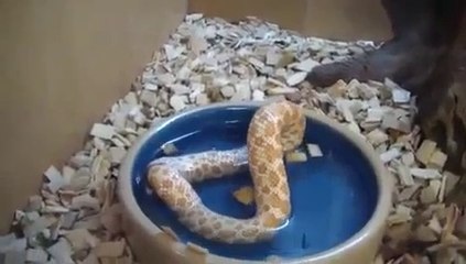 Snake eats itself