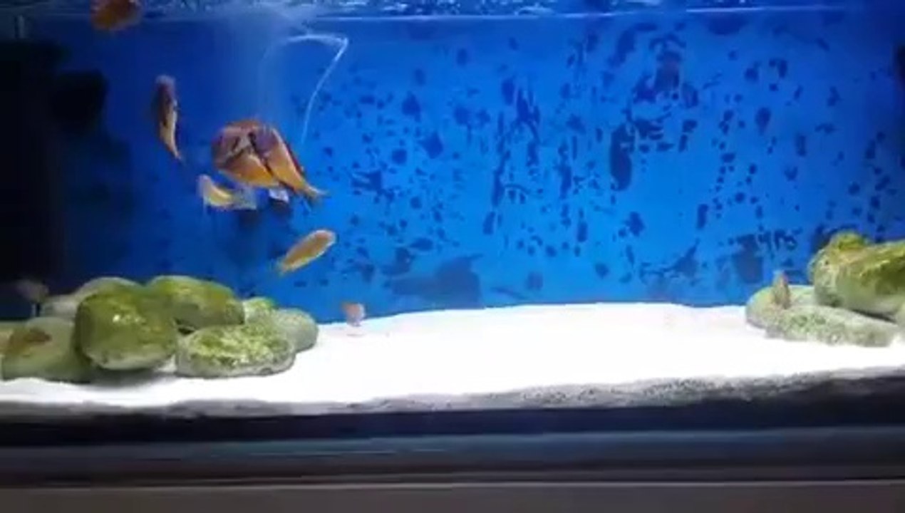 Tropheus moori ilangi yellow