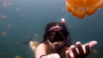 Lost in Jellyfish Lake! So impressive GoPro Footage!