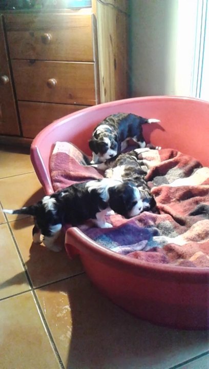 Chiots Cavalier King Charles 2014