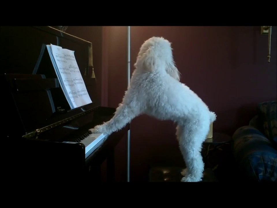 Musikalischer Hund