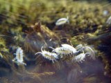 (Baby-)Kellerasseln im Terrarium