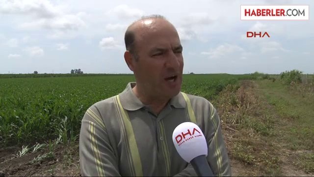 Buğdayda Hasat Yüzde 20 Rekolte Kaybıyla Başladı