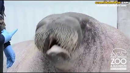 Gösteri Öncesi Prova Yapan Deniz Aygırı