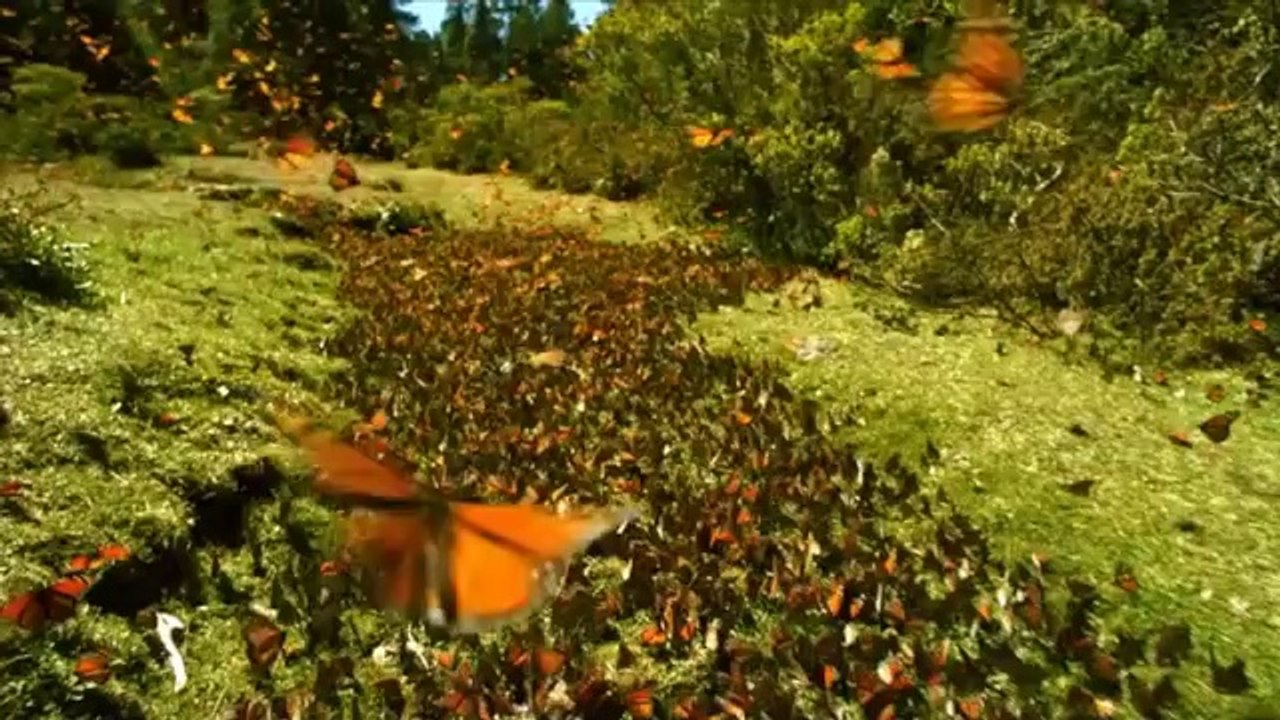 Les enfants de la Terre - enfant de la terre