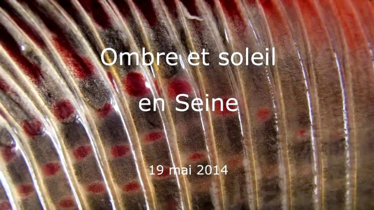 Pêche mouche - Ombre et soleil en Seine - Mai 2014