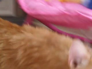 Mr. Kitty & a beam of light