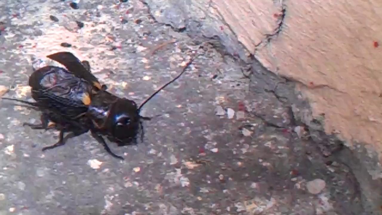 Chant du Grillon insecte