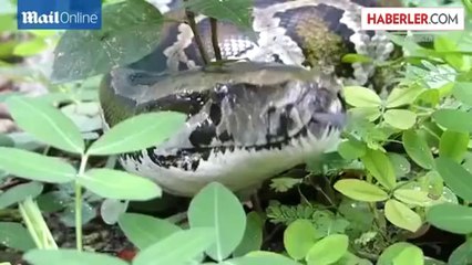 Rahatlamak İsteyenlere Dev Pitonlarla Spa Uygulaması