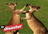 Un Kangourou tente d'étouffer un autre kangourou / Dr Disaster