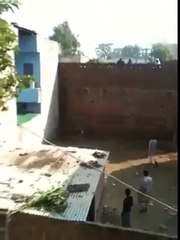 angry bull hit people very badly