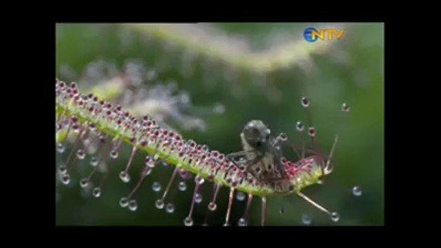 Böcek yiyen bitki !