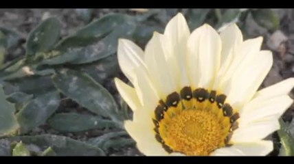 Chone bahte mani Wahab Baloch