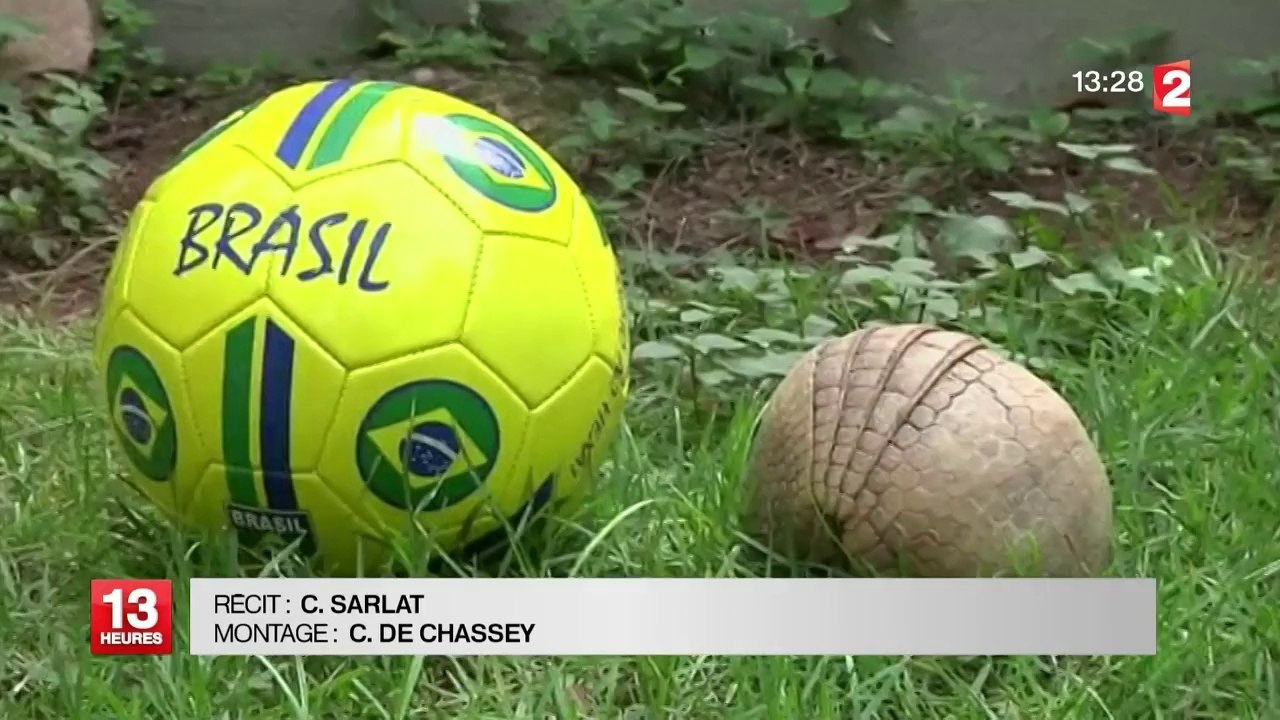 Fuleco le tatou, mascotte officielle du Mondial et espèce menacée