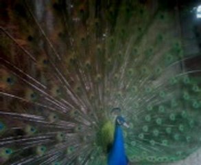 Dancing Peacock
