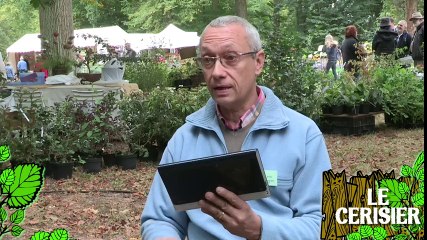 Soigner un cerisier attaqué par les chenilles