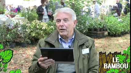 Soigner un bambou dont les feuilles jaunissent ou tombent