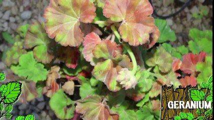 Soigner un géranium