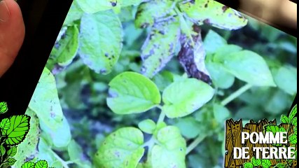 Soigner des plants de pomme de terre