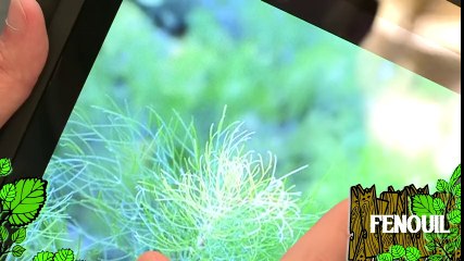Soigner des plants de fenouil