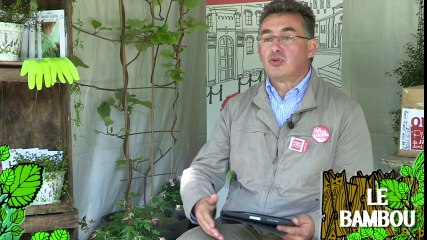 Soigner un bambou